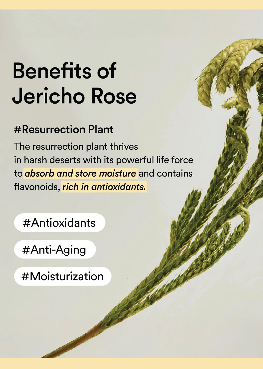 Abib Collagen Eye Patch Jericho Rose (60 Patches) - Image 7