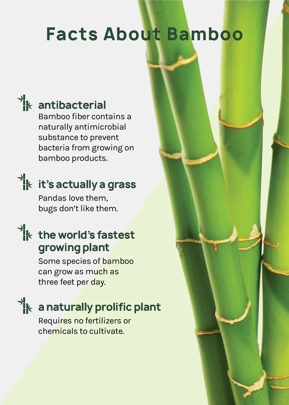 Bamboo Rack - Image 6