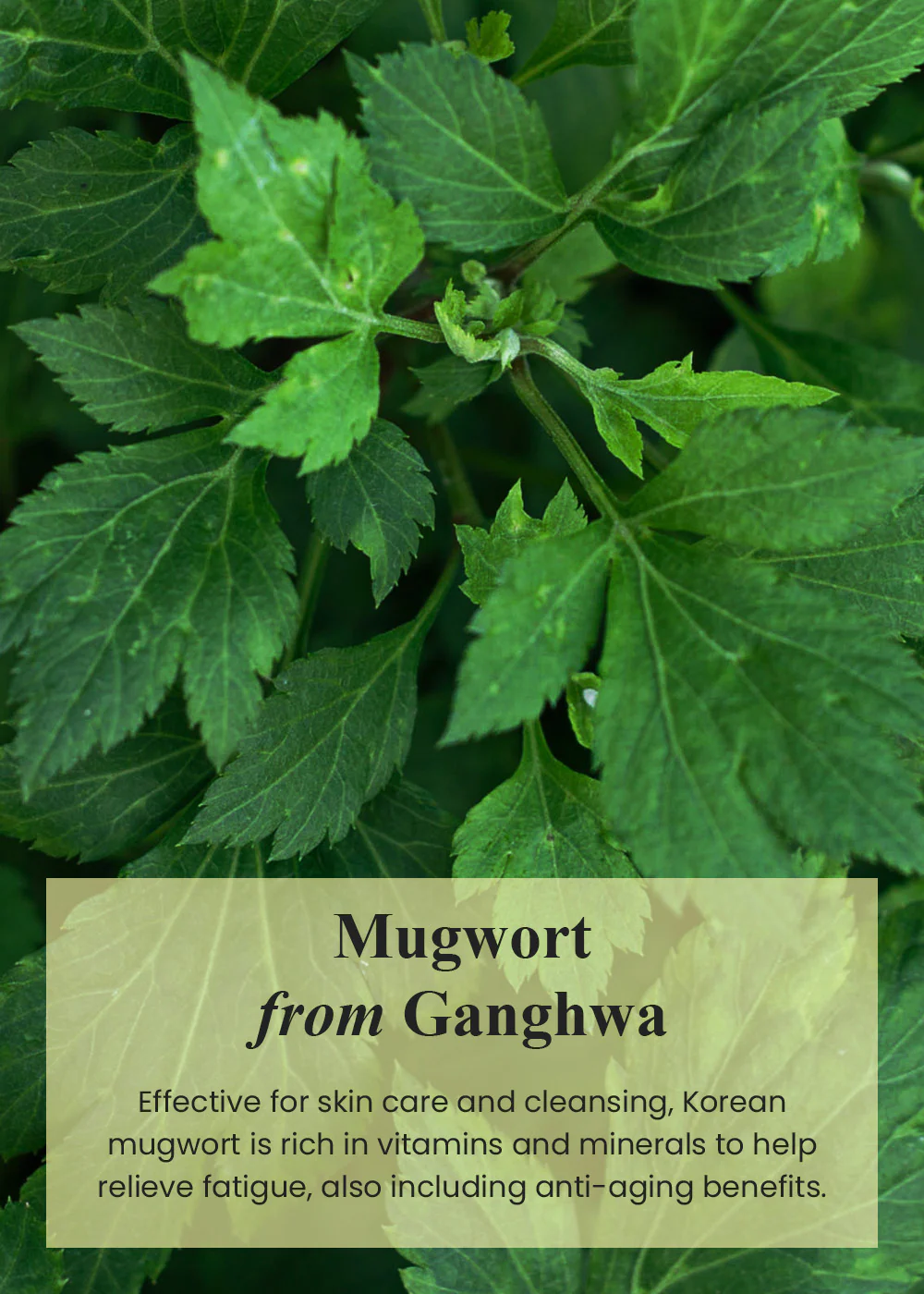 I’m from Mugwort Mask 110g - Image 3