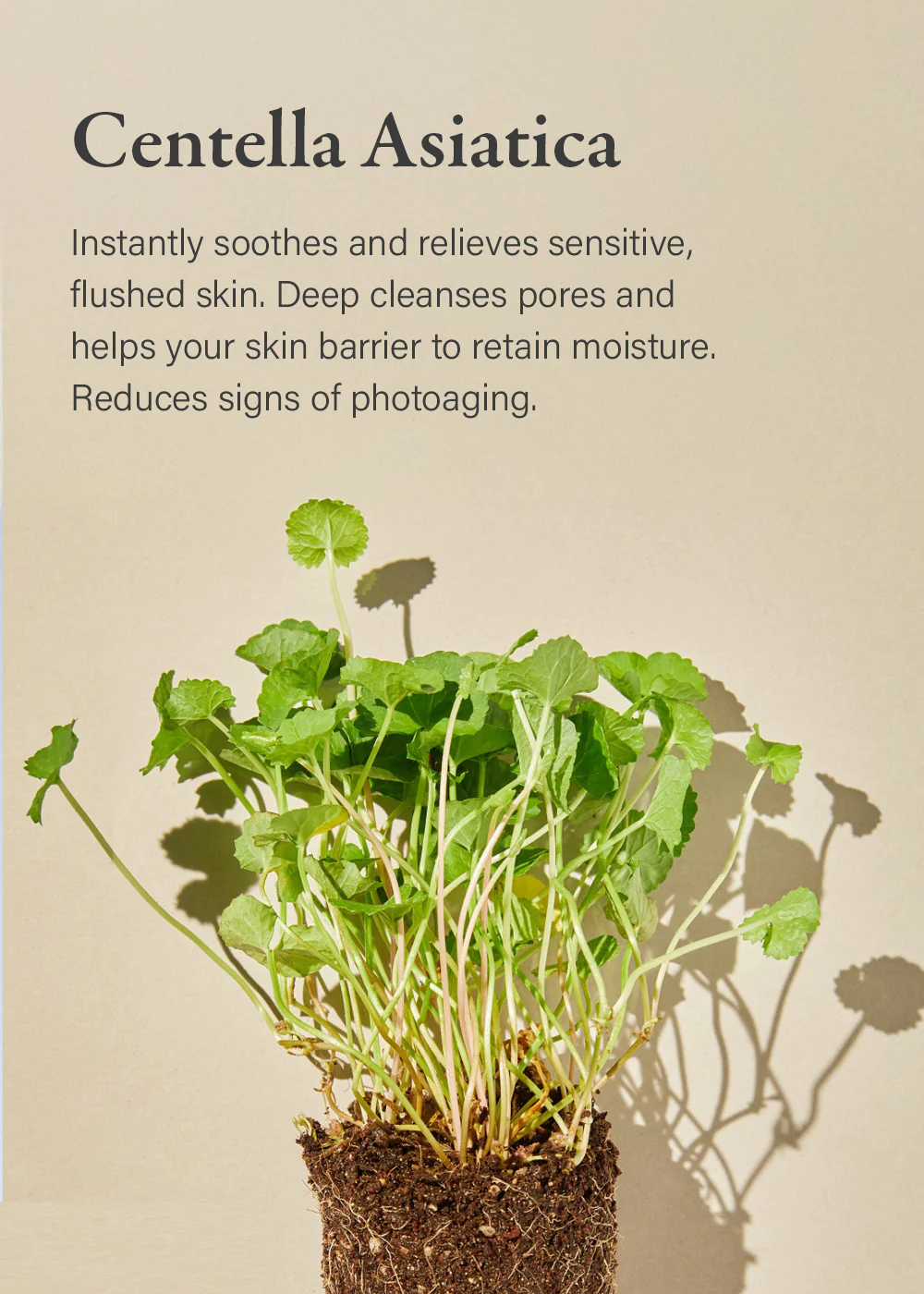 mixsoon Soondy Centella Asiatica Essence 100ml - Image 3