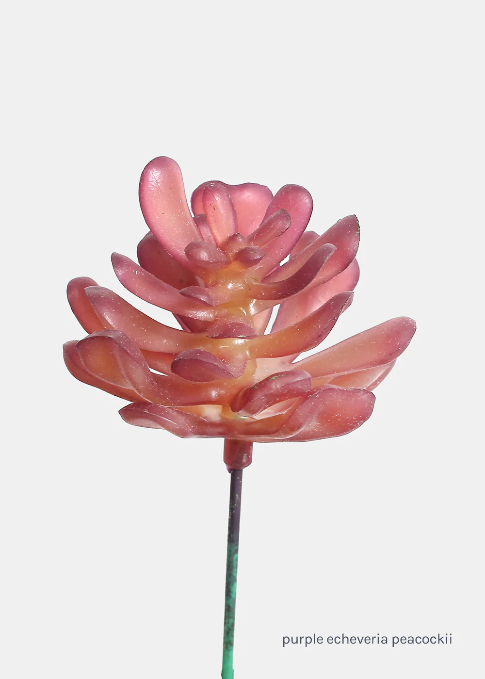 Official Key Items Artificial Succulents - Purple Echeveria Peacockii