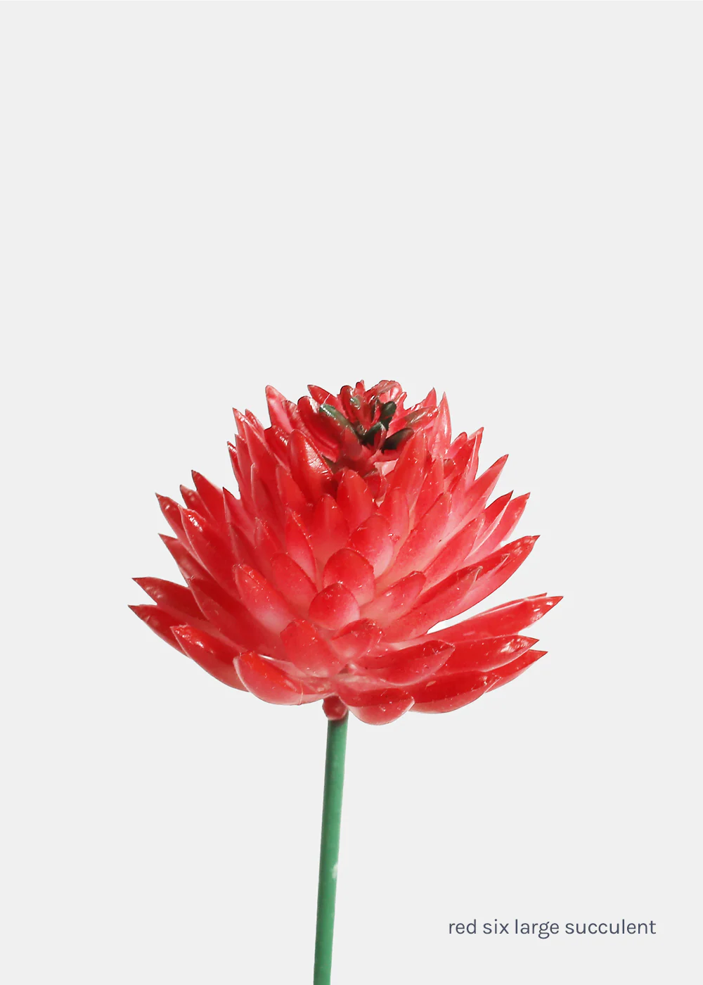 Official Key Items Artificial Succulents - Red Six Large Succulent - Image 2