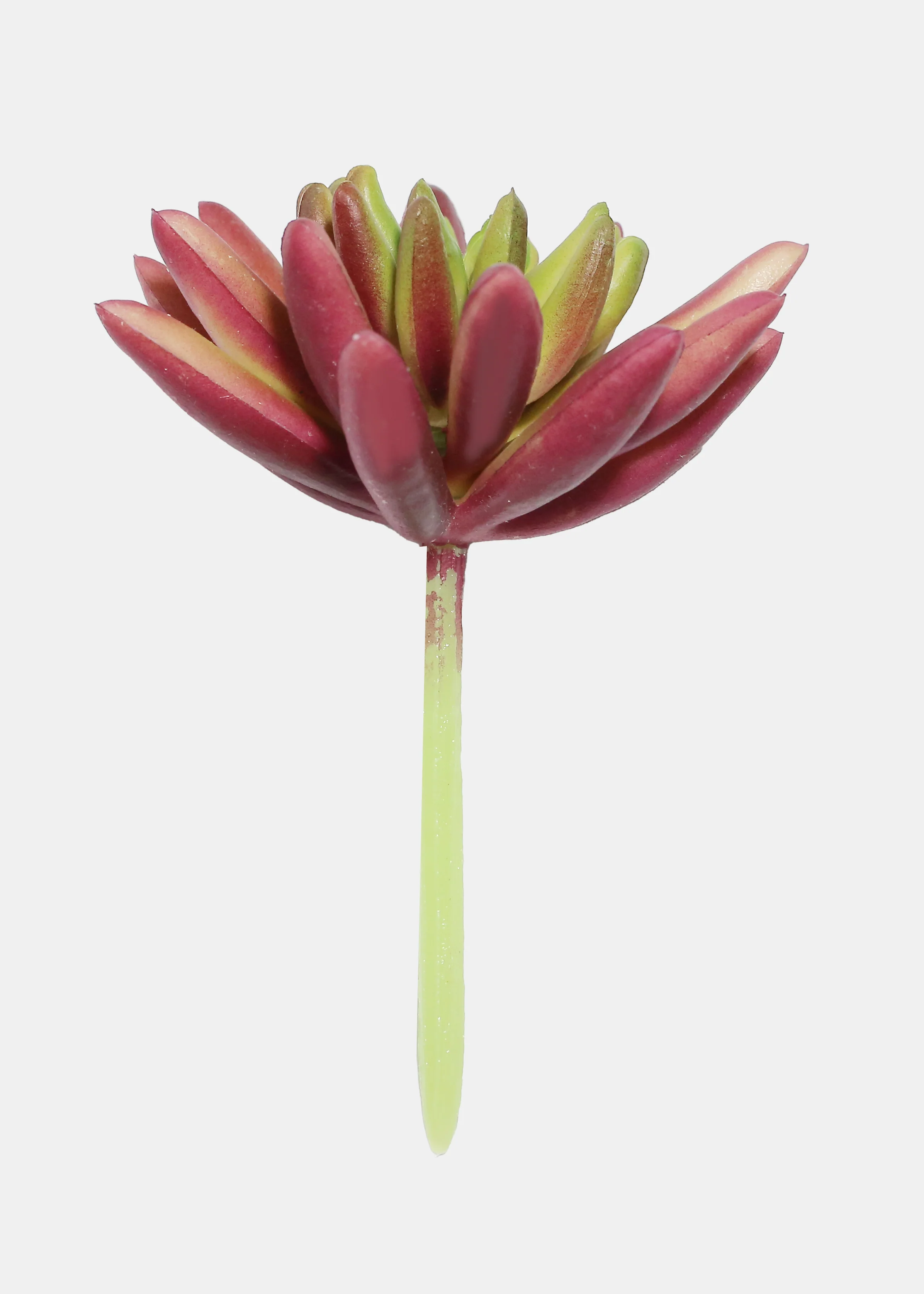 Official Key Items Artificial Succulents - Red Spike Rosette - Image 2
