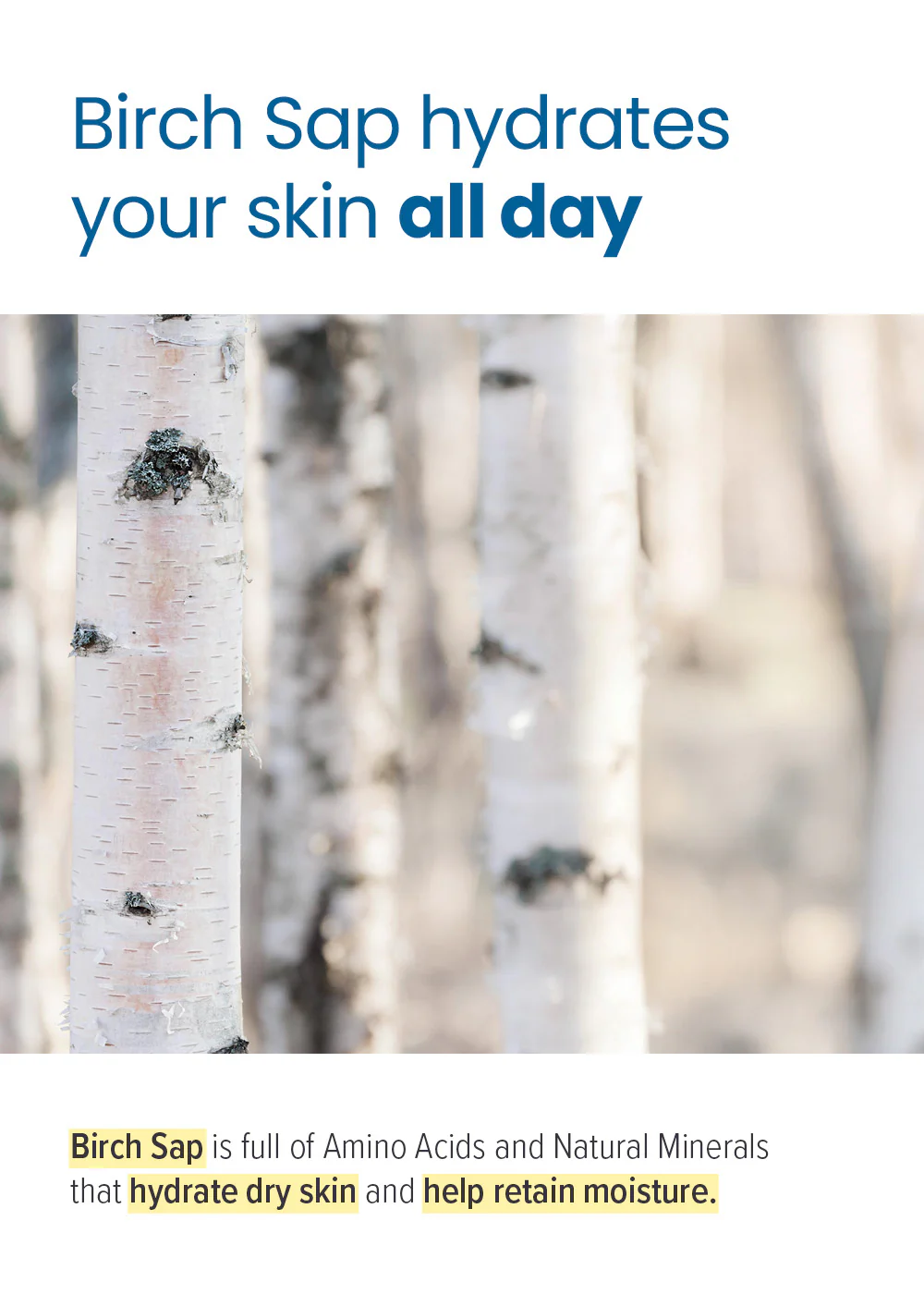 ROUND LAB Birch Juice Moisturizing Cream 80ml - Image 3